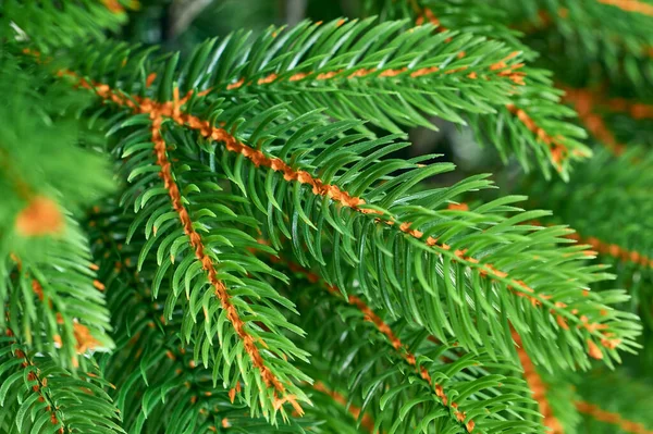 Nadelbaumzweig Makroansicht Dekoratives Botanisches Grünes Muster Mit Nadelblättern — Stockfoto