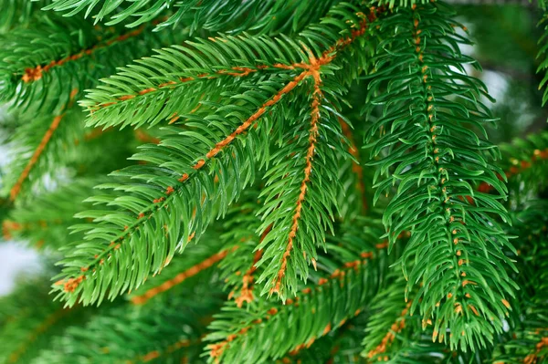 Green Coniferous Plant Branch Macro View Botanical Green Pattern Needle — Stock Photo, Image