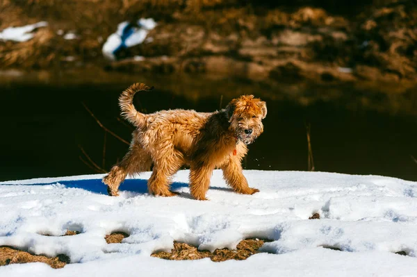 Friendly Pedigreed Domestic Dog Walking Snow Brown Land Background — Stock Photo, Image