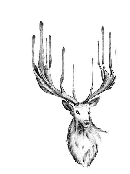 Hand drawn pencil deer — Stock Photo, Image