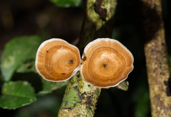 Mushroom Wood Forest — Stock Photo, Image