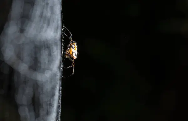 Aranha Está Segurando Teia — Fotografia de Stock