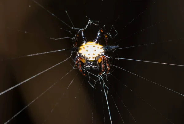 Aranha Está Segurando Teia — Fotografia de Stock