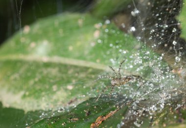 Örümcek ağa tutunuyor..