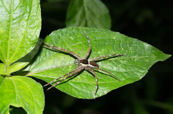 森林里树叶上的蜘蛛 — 图库照片