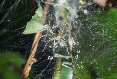 Örümcek ağa tutunuyor..