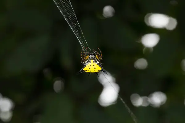 Araña Sostiene Tela —  Fotos de Stock