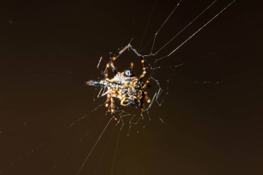 Örümcek ağa tutunuyor..