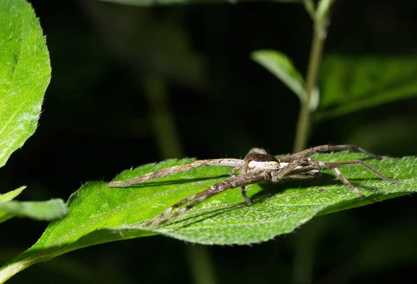 Araña Sobre Hojas Bosque — Foto de Stock