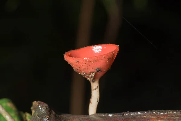 Champignon Sur Bois Dans Forêt — Photo