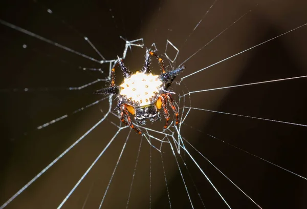Spindeln Håller Nätet — Stockfoto
