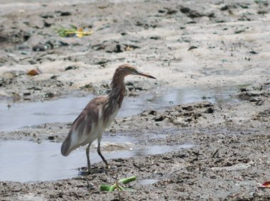 Bataklıkta yürüyen kuş.