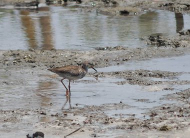 Bataklıkta yürüyen kuş.