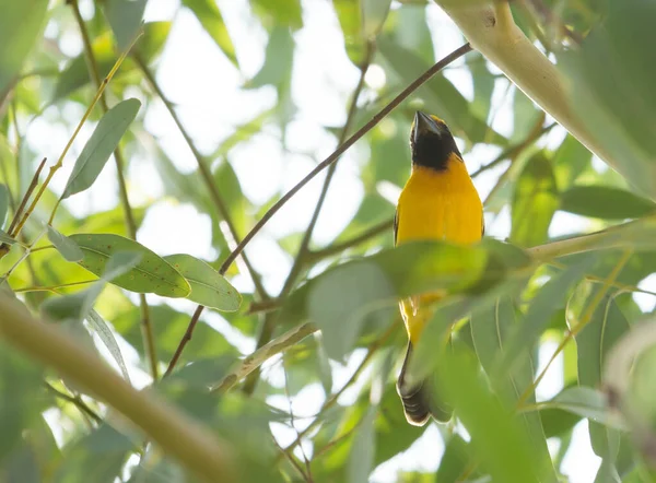 Tejedor Oro Asiático Alza Árbol Eucalipto — Foto de Stock