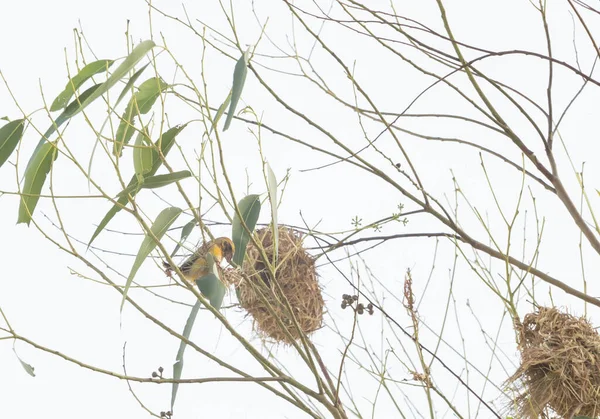 Ázsiai Golden Weaver Fészkelés Eukaliptusz Fák — Stock Fotó