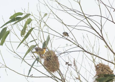 Asya Altın Weaver okaliptüs ağaçlarına yuva yapıyor.