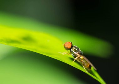 Yaprağın üzerinde duran bir sinek..