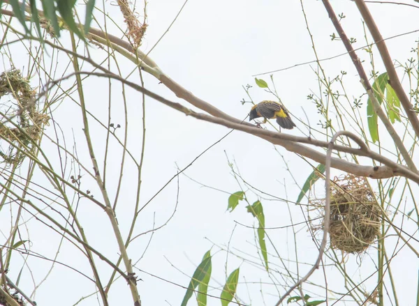 Aziatische Goudwever Zit Een Eucalyptusboom — Stockfoto