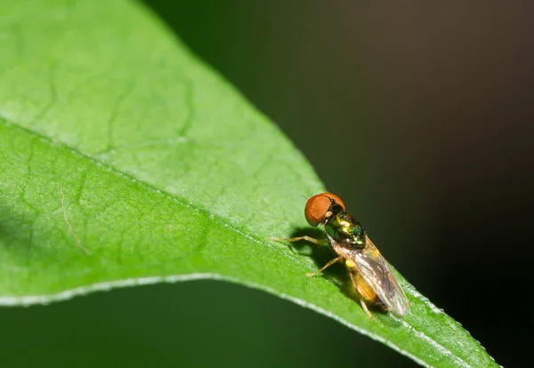 Una Mosca Piedi Una Foglia — Foto Stock