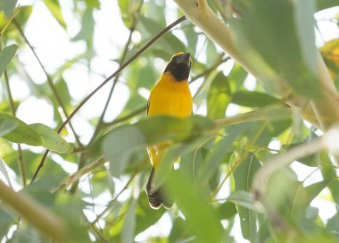 Asyalı altın dokumacı bir okaliptüs ağacına tünemiş..