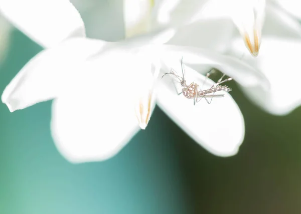Mosquito Estaba Comiendo Néctar Una Flor — Foto de Stock