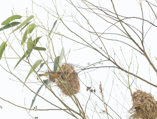 Asiático Golden Weaver Nidificação Árvores Eucalipto — Fotografia de Stock