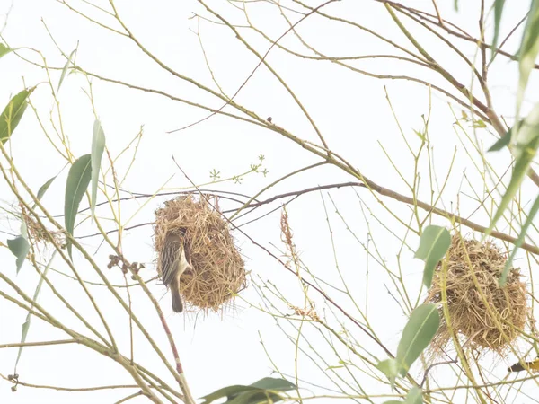 Ázsiai Golden Weaver Fészkelés Eukaliptusz Fák — Stock Fotó