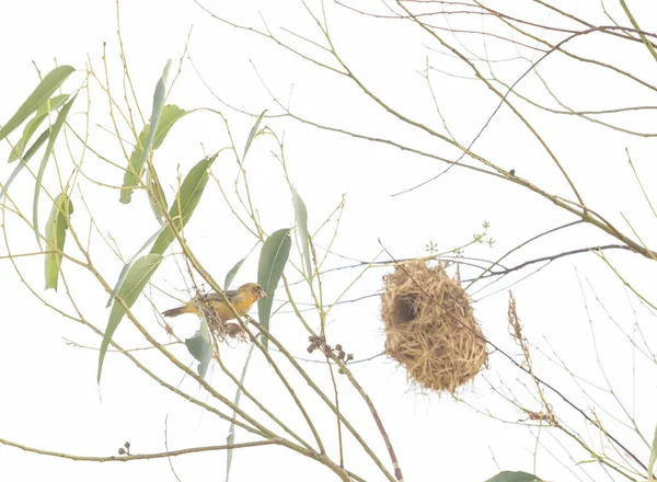 Ázsiai Golden Weaver Fészkelés Eukaliptusz Fák — Stock Fotó