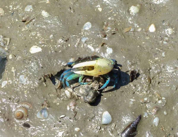 Mangrove ormanında bir FIDDler CRAB..