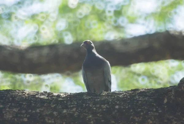 Pigeons Perch Branch Garden — Stock Photo, Image