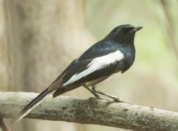 Oriental magpie robin on a branch in the mangrove forest.