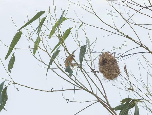 Ázsiai Golden Weaver Fészkelés Eukaliptusz Fák — Stock Fotó