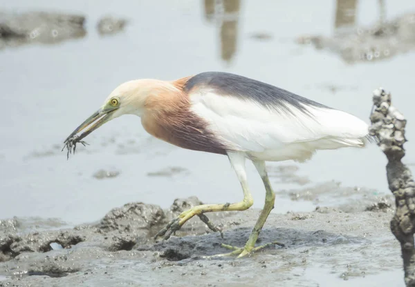 Javan Pond Heron Eating Crabs Mangrove Forest — Stock Photo, Image