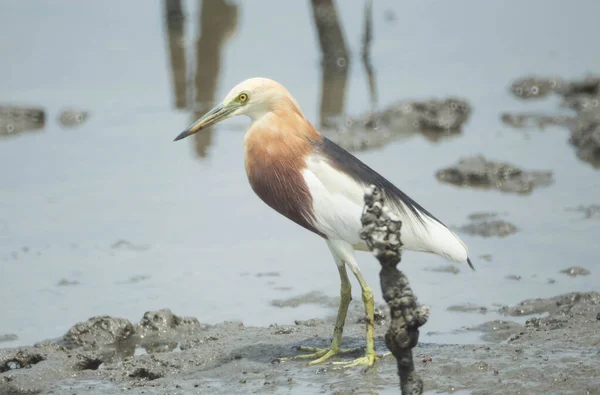 Javan Pond Heron Walk Mangrove Forest — Stock Photo, Image