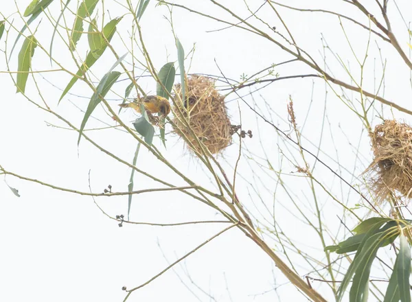 Ázsiai Golden Weaver Fészkelés Eukaliptusz Fák — Stock Fotó