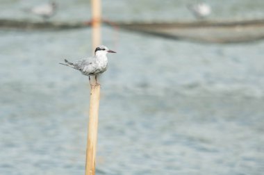 Bambu üzerinde duran bıyıklı Tern.