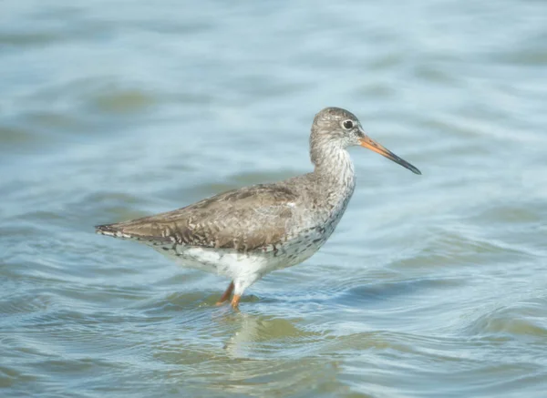 Himantopus Standing Lake — Stock Photo, Image