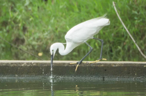 Egret Walking Food Water Edge — Stock Photo, Image