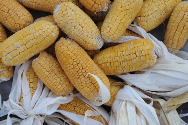 Çiftçi pazarında satılık mısır koçanlarını kapatın. Sağlıklı beslenme.