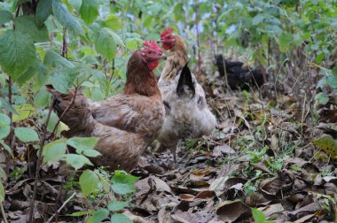 Bahçede yeşil yaprakların arasında serbest dolaşan tavuklar..