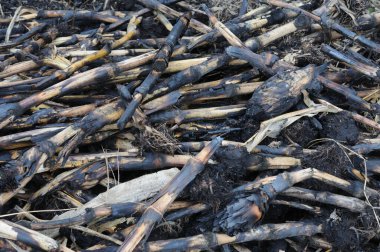 Tarlada yanmış mısır sapı yığını. Kapat..