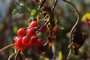 Sonbahar ormanındaki bir dalda kırmızı viburnum meyveleri..