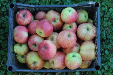 Bahçedeki çimlerin üzerinde plastik bir kutuda elma topladım. Sağlıklı beslenme.