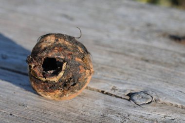 Ahşap yüzeyinde bir delik olan cevizin yakın çekimi..