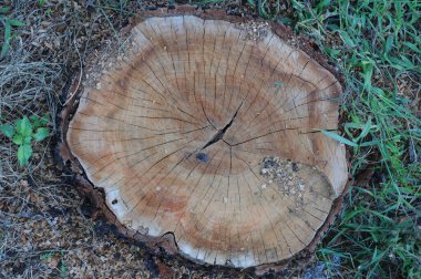 Ormanda yerde köstek ol. Fotoğrafın kapanışı.