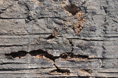 Geçmişinde böcek hasarı olan eski ahşap bir doku. Kırsal ahşap dokuya yakın çekim.