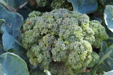 Sebze bahçesinde brokoli, seçici odaklı fotoğrafa yakın çekim..