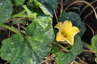 Bahçede sarı bir balkabağı pedi amcası yetişiyor..