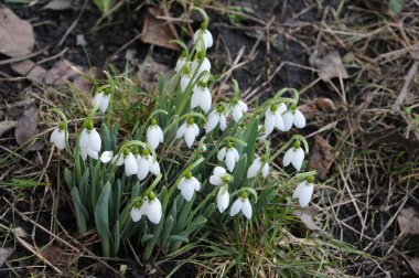 Ormanda ilkbaharın başlarında açan güzel kar damlaları..