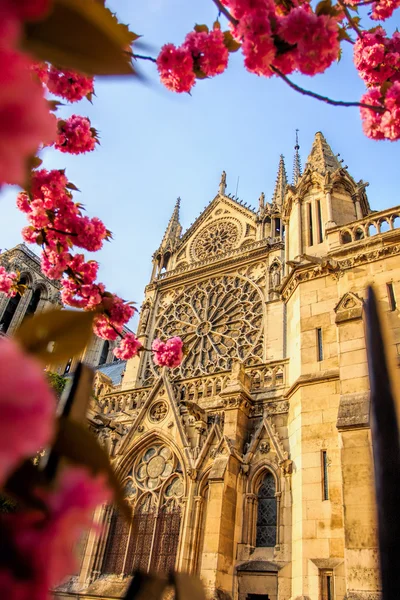 París, catedral de Notre Dame con un árbol en flor en Francia — Foto de Stock